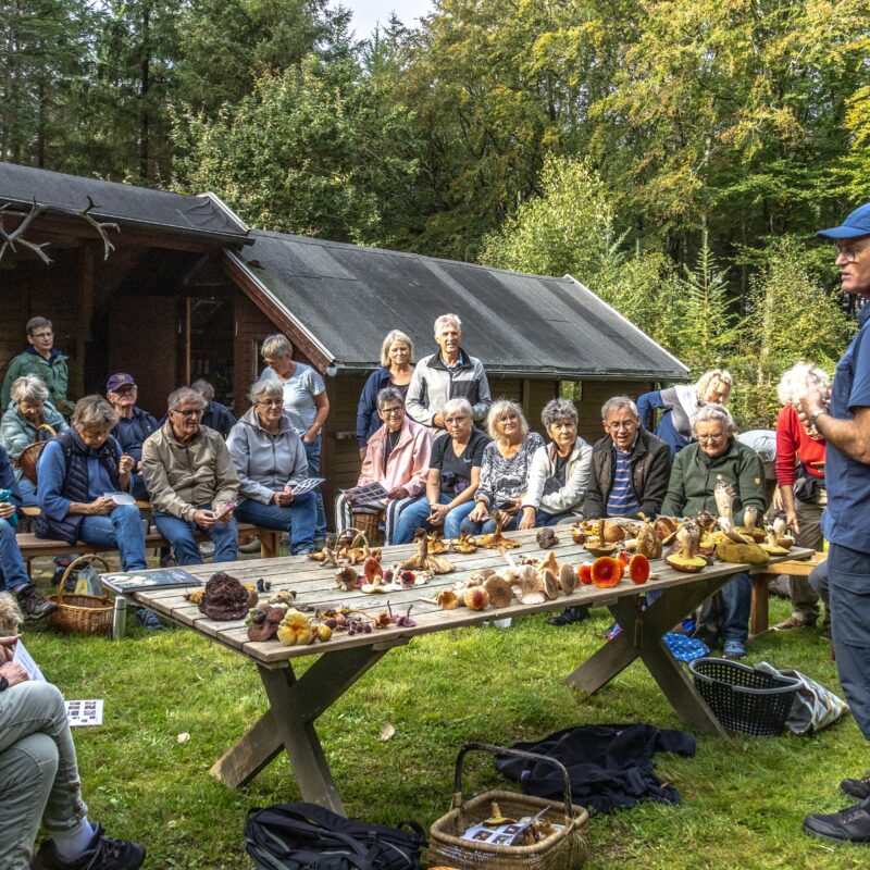 Svampetur i Brøndum-Hvidbjerg Plantage 2026